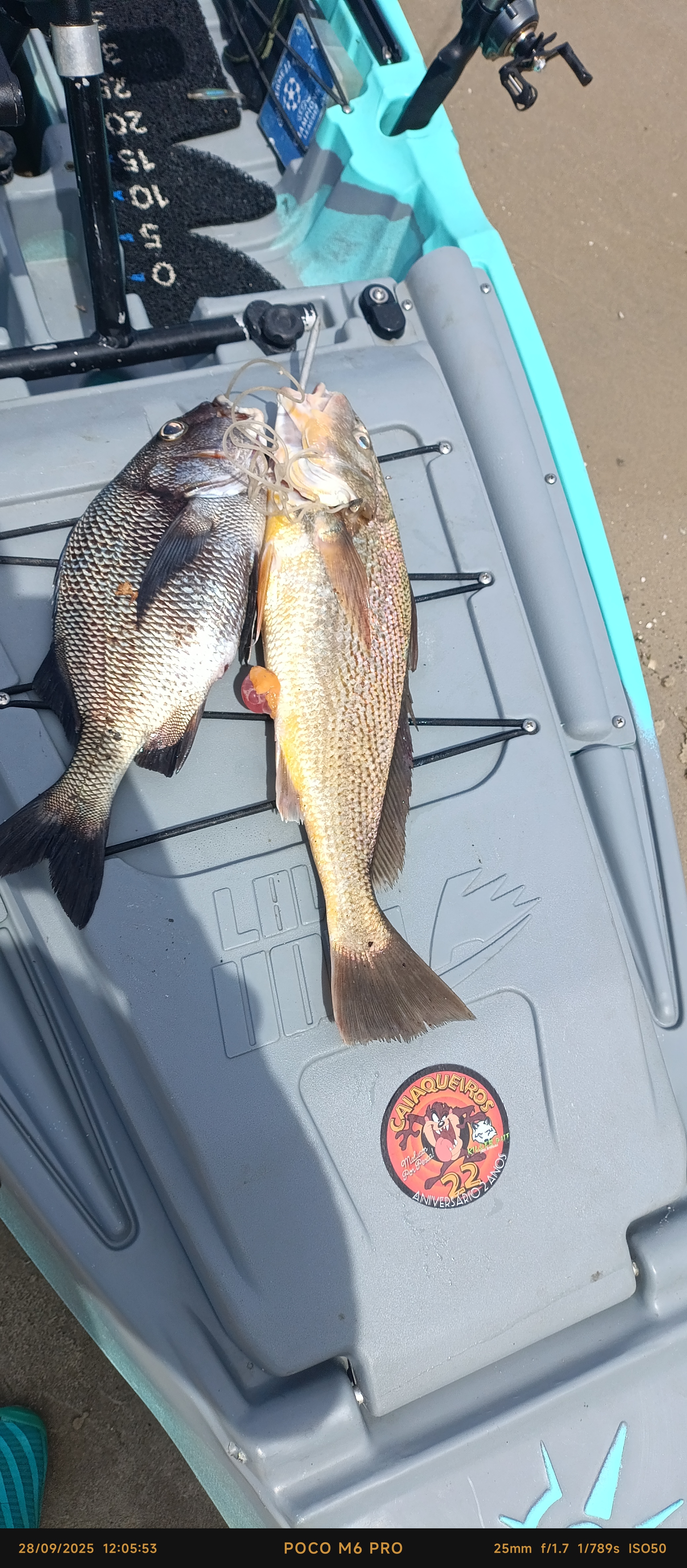 SARGO DE BEIÇO E CORVINA